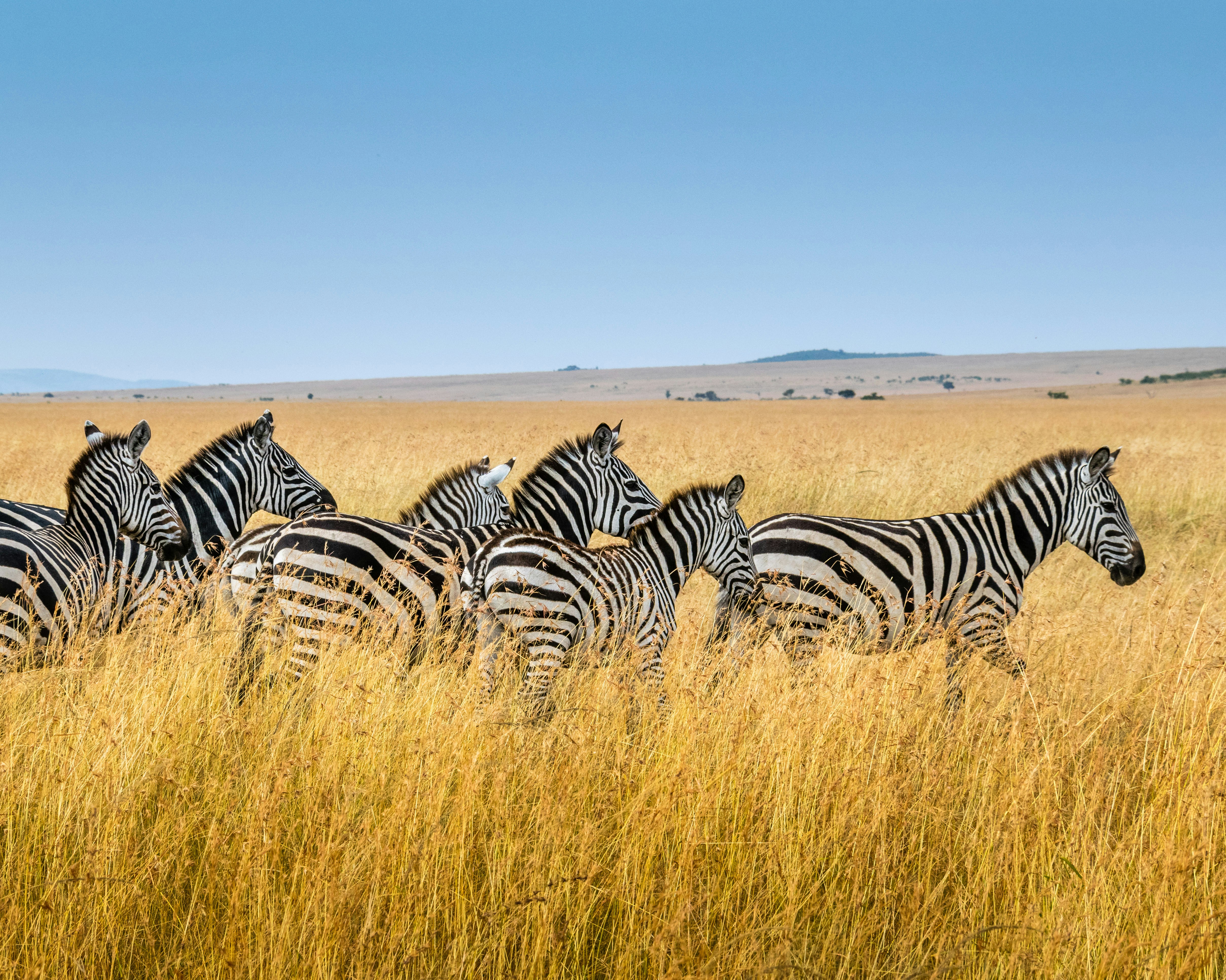 Zebras in open field